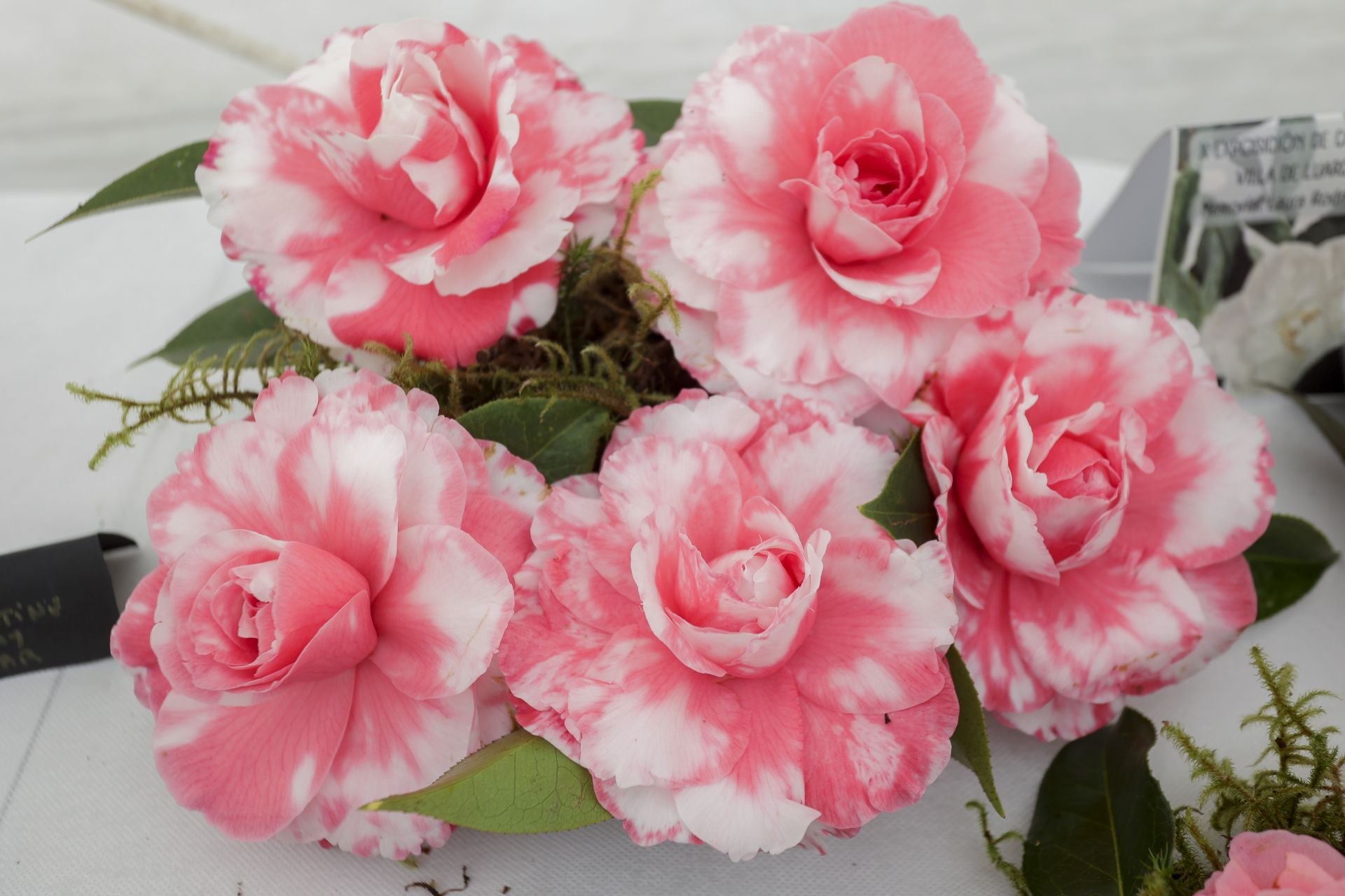 Luarca, paraíso de las camelias