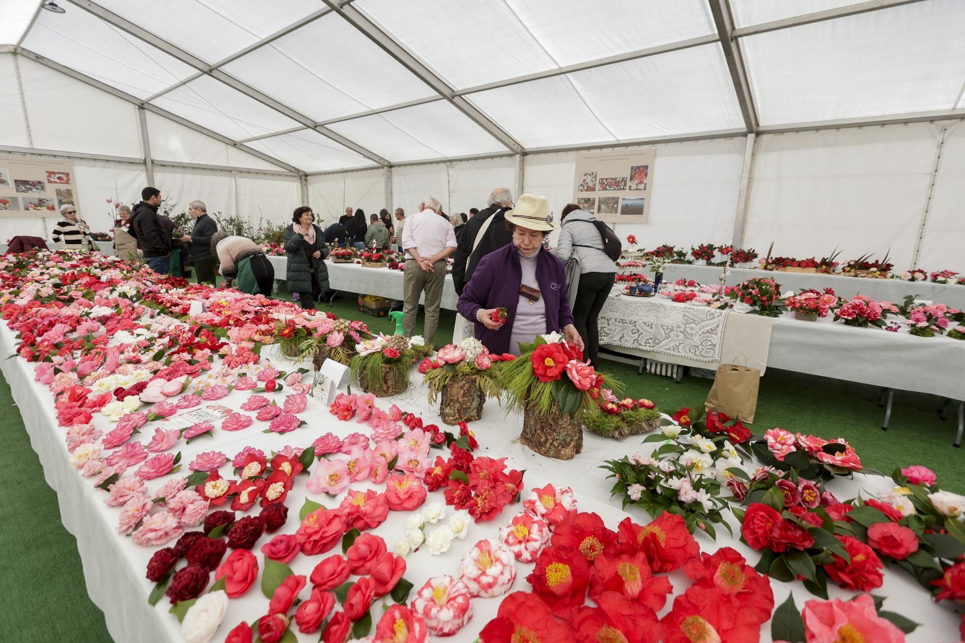 Luarca, paraíso de las camelias