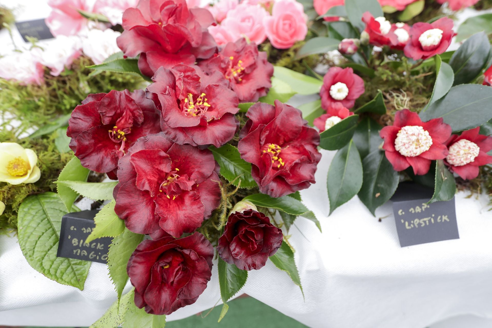Luarca, paraíso de las camelias
