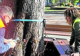 Los técnicos, aplicando el tomógrafo a uno de los árboles en Langreo.