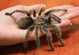 Una tarántula sólo picará si se siente amenazada.