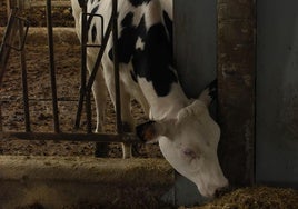 Una vaca lechera.