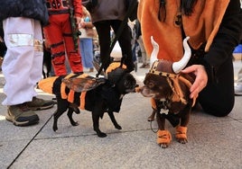 Las mascotas se van de Antroxu en Avilés