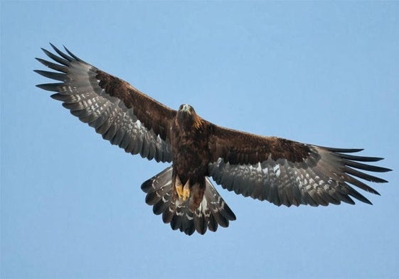 Un águila real en pleno vuelo.