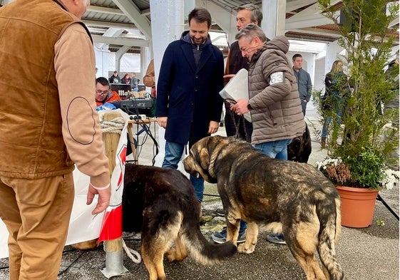 Álvaro Queipo, presidente del PP, en la Feria del Perro de Tineo.