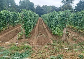 Una plantación de fabes en Gijón.