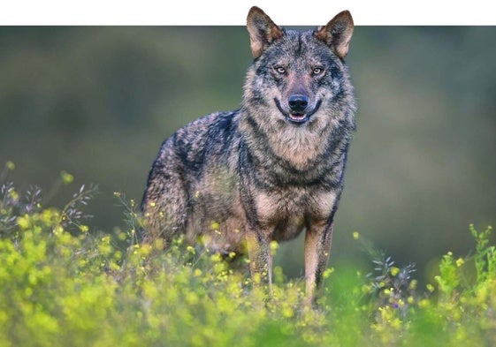 El Principado podría autorizar la caza de entre 32 y 36 lobos, según el último criterio utilizado