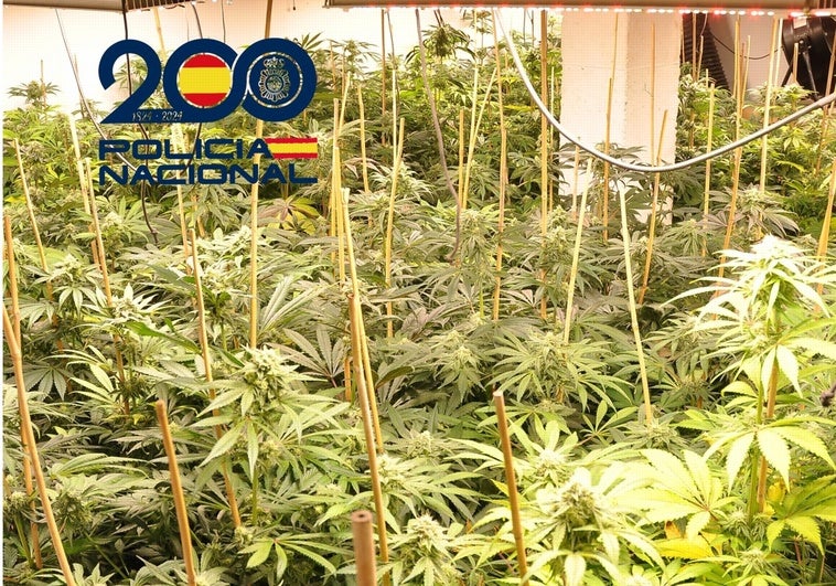Plantación de marihuana localizada en Gijón.