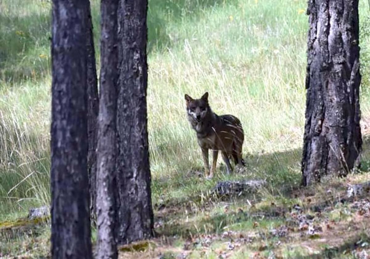 Usaga considera «insuficiente» la extracción de 53 lobos autorizada por el Principado