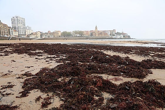 La playa de San Lorenzo, este miércoles, cubierta de ocle a la altura de La Escalerona.
