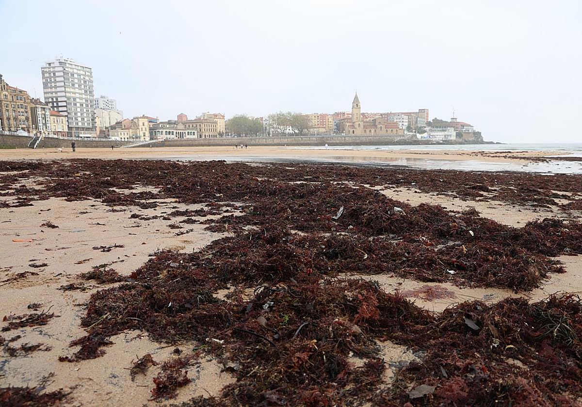 La playa de San Lorenzo, este miércoles, cubierta de ocle a la altura de La Escalerona.