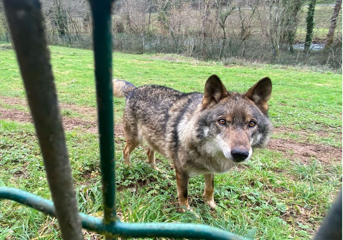 Belmon, uno de los dos lobos del cercado de la Casa del Lobo de Belmonte.