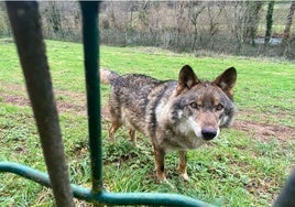 Belmon, uno de los dos lobos del cercado de la Casa del Lobo de Belmonte.