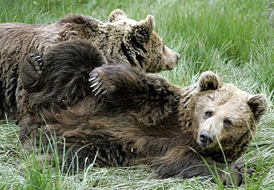 Foto: la osa Paca, en el cercado de Santo Adriano (Proaza). Vídeo: la vida de paca y Tola, en imágenes.
