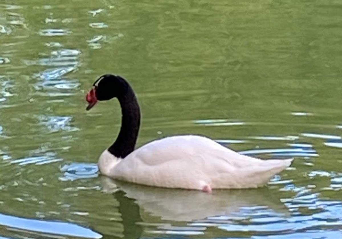 Las aves de Isabel la Católica