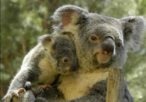 Se estima que en Australia quedan algo menos de 100.000 koalas en estado salvaje y fueron declarados en peligro de extinción en 2022