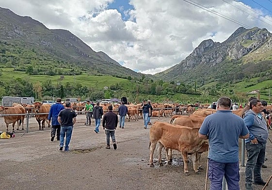 Concurso ganadero Valles del Oso de Proaza.