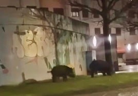 Los jabalíes buscando comida en las zonas verdes de la rotonda de Langreo Centro