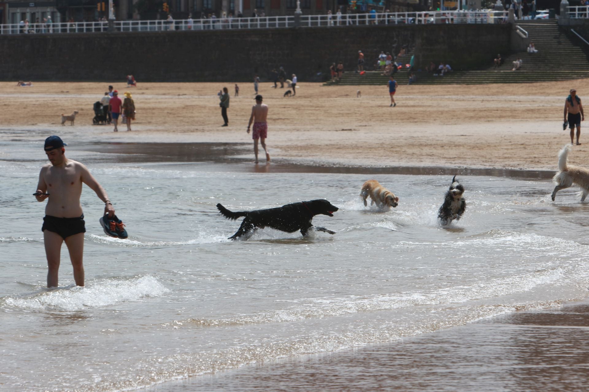 Fotos: Último día de perros en la arena en la playa de San Lorenzo