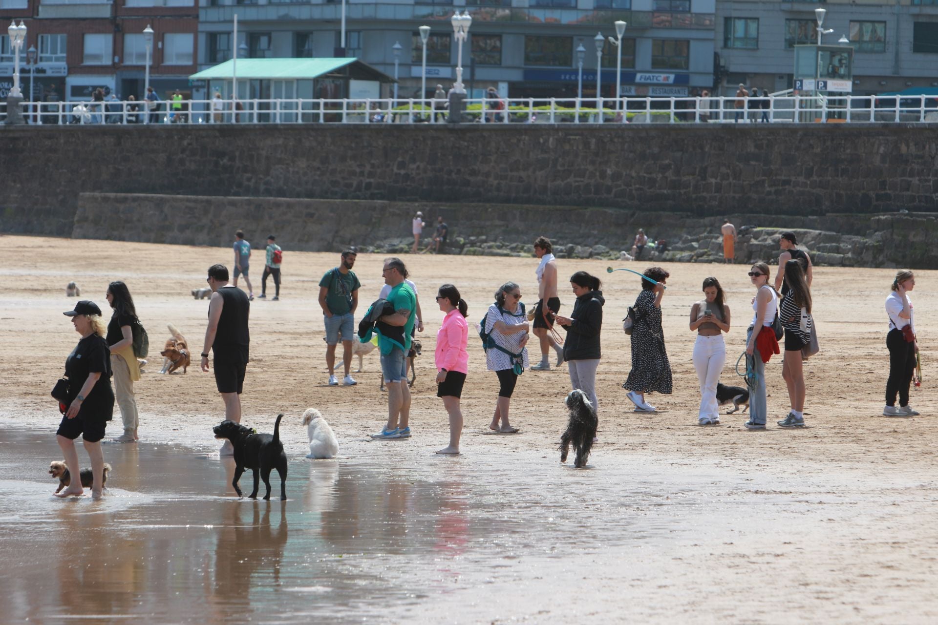 Fotos: Último día de perros en la arena en la playa de San Lorenzo