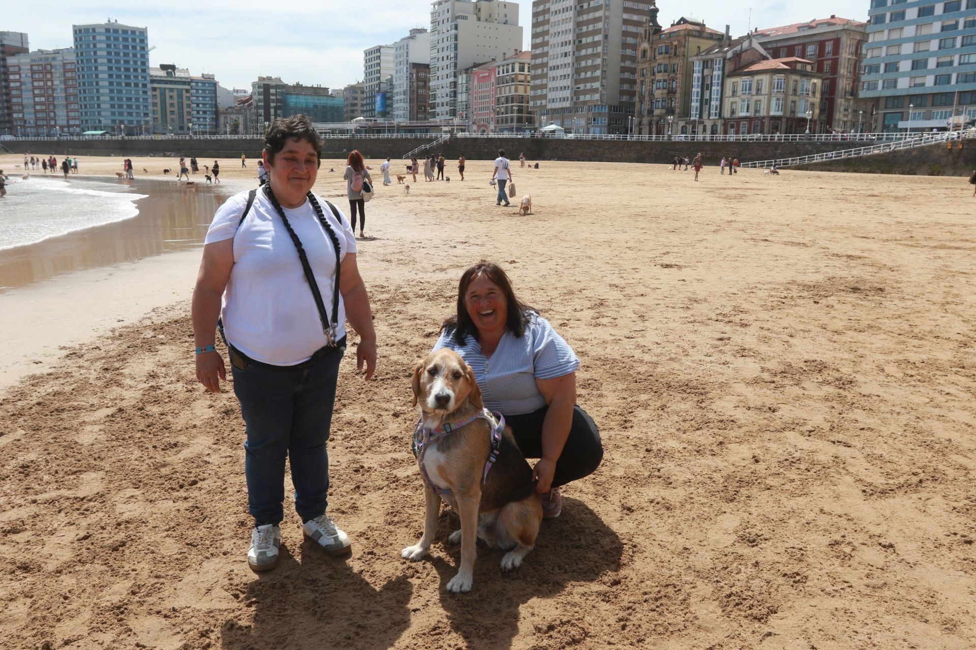 Fotos: Último día de perros en la arena en la playa de San Lorenzo