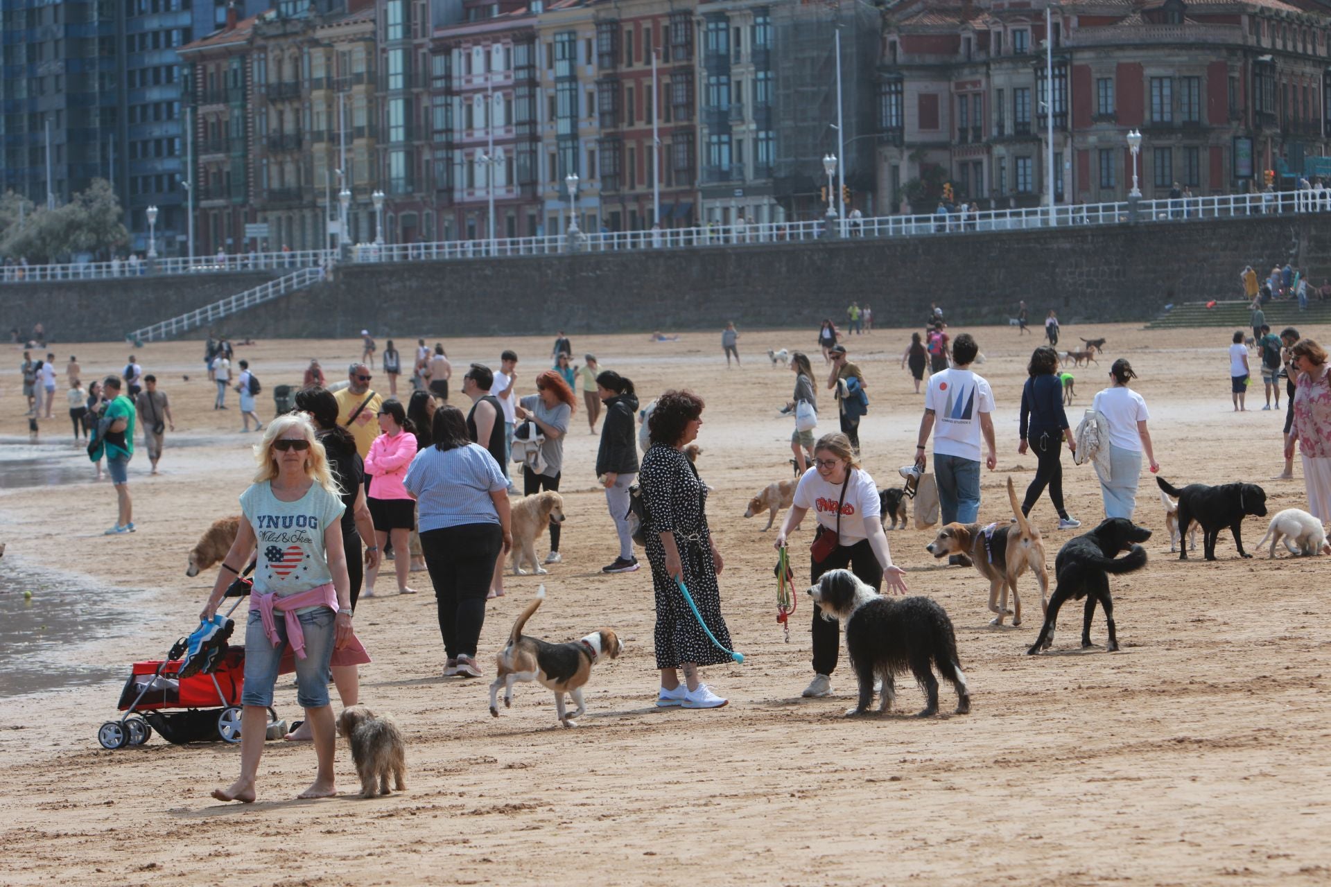 Fotos: Último día de perros en la arena en la playa de San Lorenzo