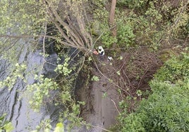 Trabajos de conservación en el Río Narcea llevadas a cabo en las inmediaciones de Tebongo, en Cangas del Narcea.