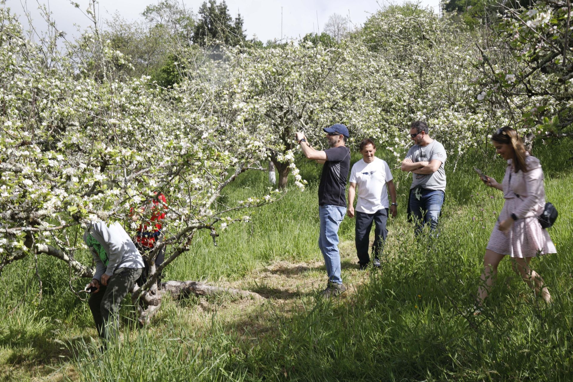 Visita guiada para conocer de cerca la floración de los manzanos en Sariego