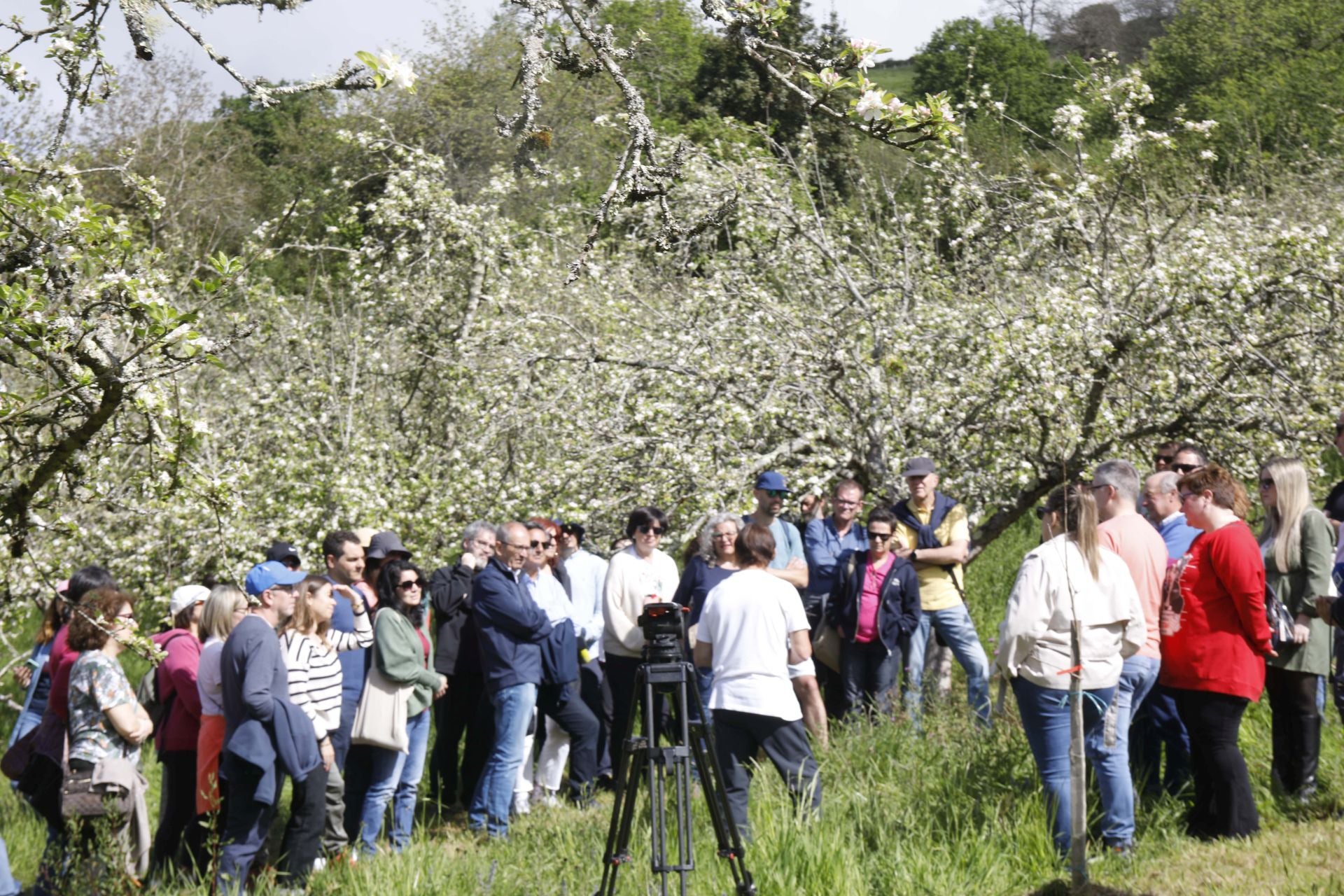 Visita guiada para conocer de cerca la floración de los manzanos en Sariego