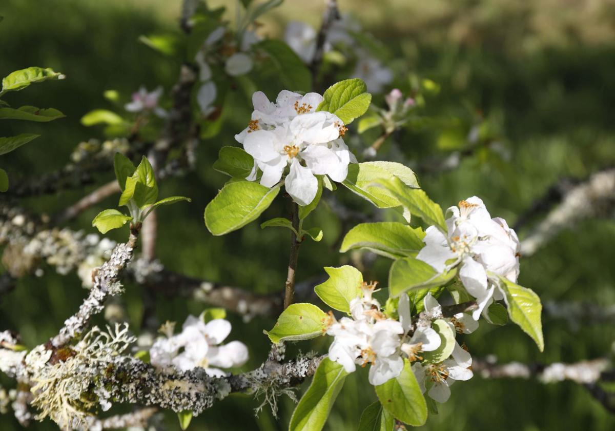 Visita guiada para conocer de cerca la floración de los manzanos en Sariego