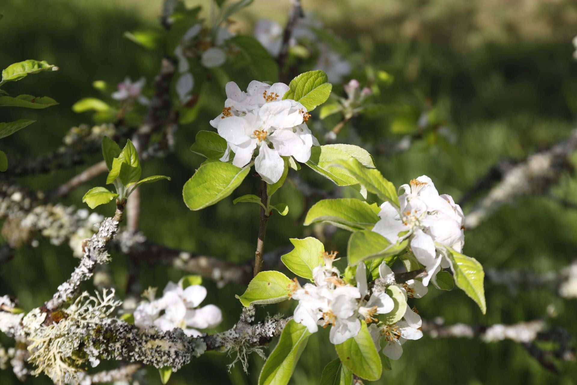 Visita guiada para conocer de cerca la floración de los manzanos en Sariego