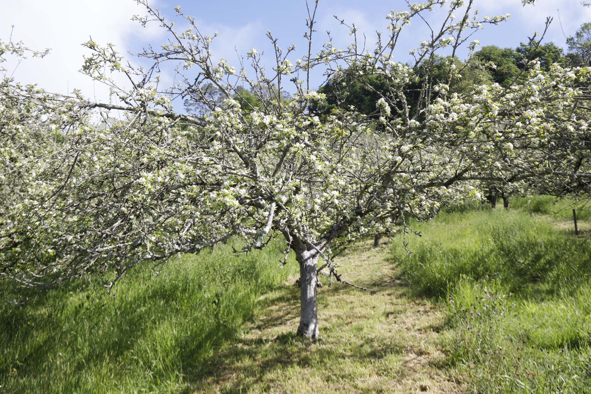 Visita guiada para conocer de cerca la floración de los manzanos en Sariego