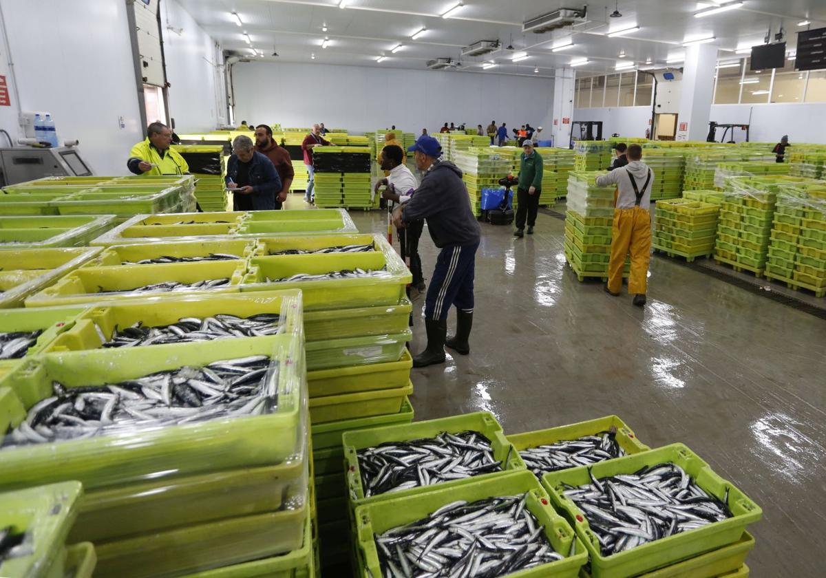 La rula de Gijón recibe 230 toneladas de bocarte de «calidad y buen tamaño»
