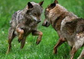Lobos en Belmonte de Miranda.