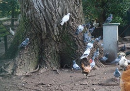 Palomas en el aviario del parque de Isabel la Católica.