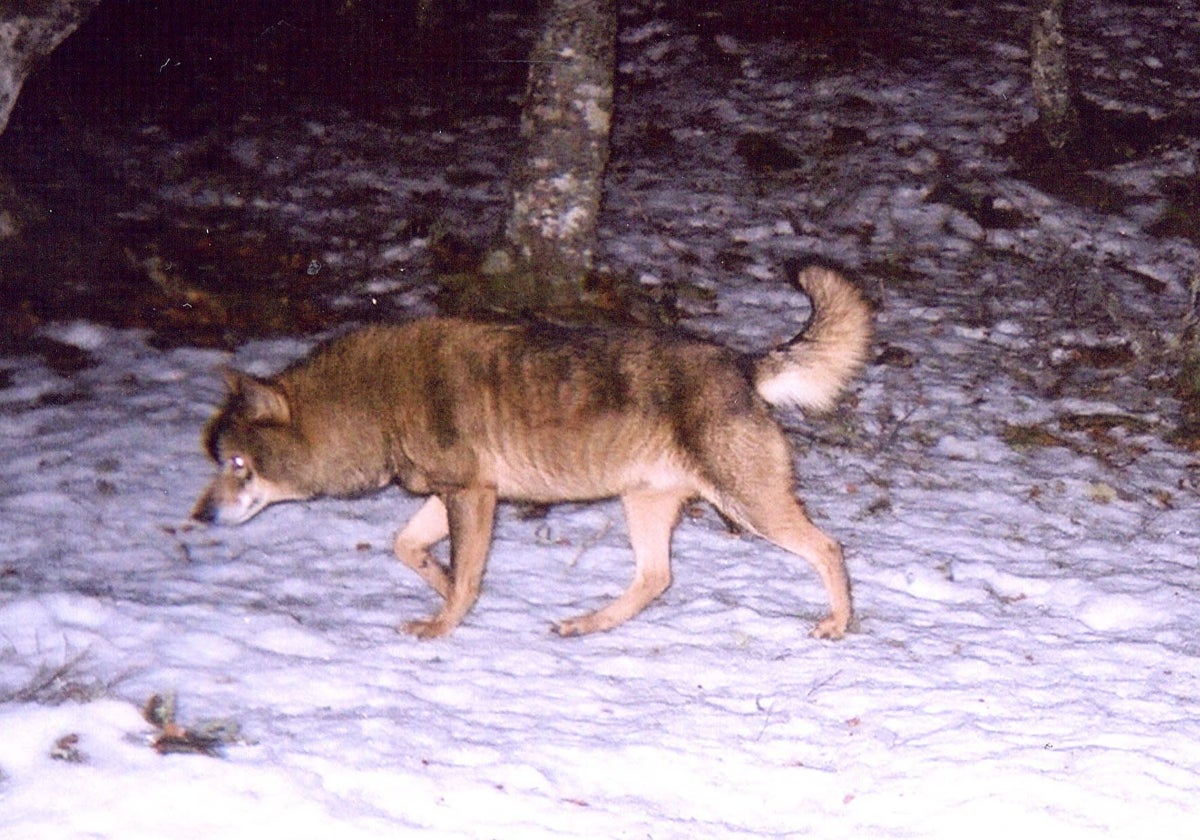 Bruselas rebaja la protección del lobo