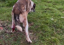 El perro herido tras el ataque del lobo en la localidad llanisca de La Borbolla.