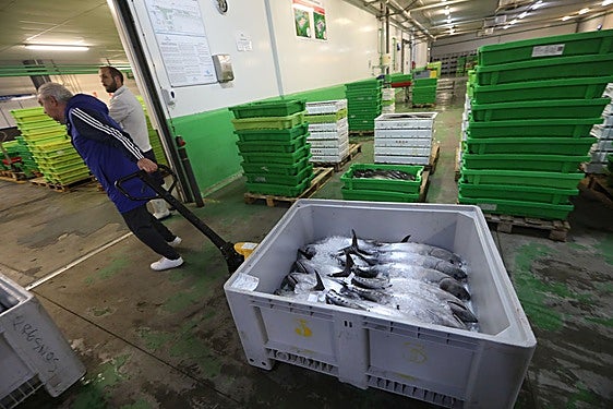 Descarga del primer bonito de la temporada del año pasado