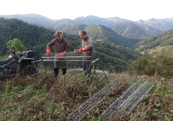 Plantación de frutales en pleno valle del Huerna.