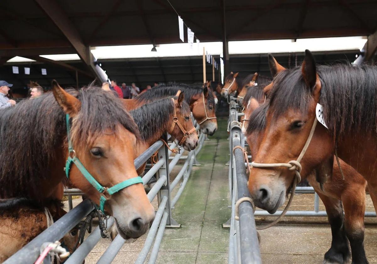 Una edición pasada del concurso regional de ganado equino celebrado en Pola de Siero.