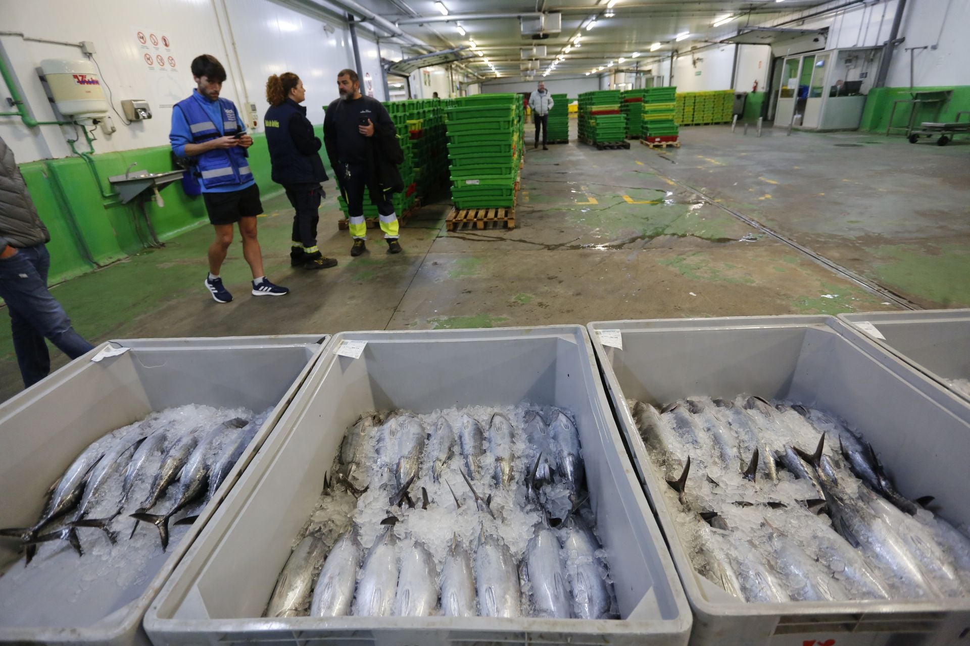La subasta del primer bonito en Avilés, en imágenes
