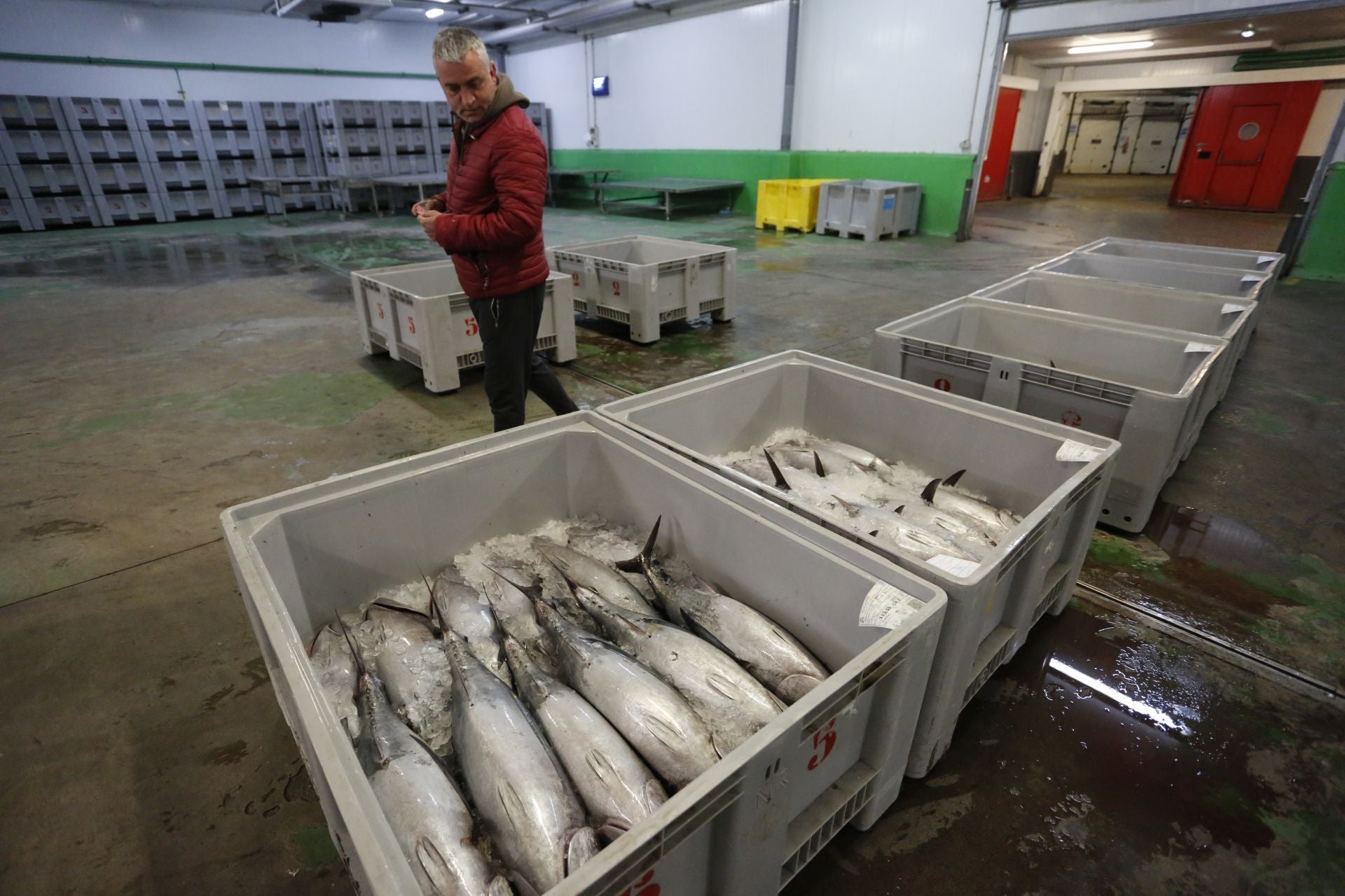 La subasta del primer bonito en Avilés, en imágenes