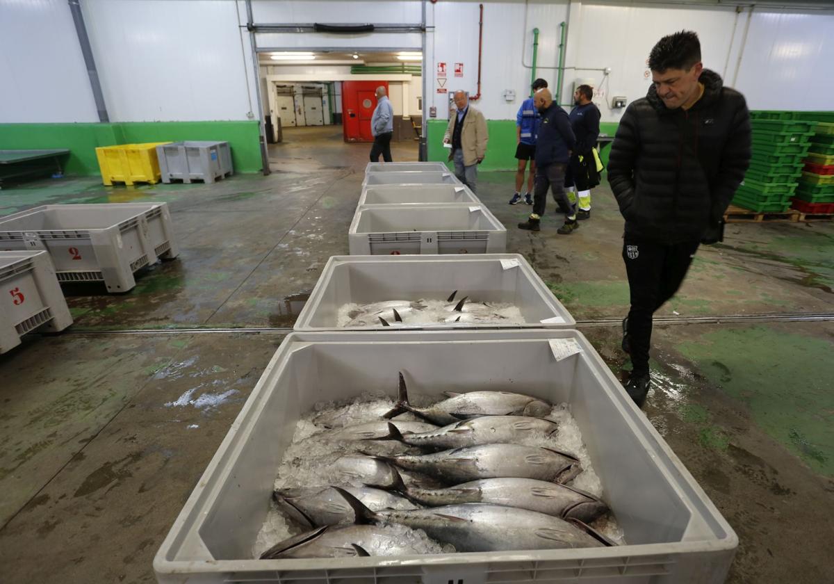 La subasta del primer bonito en Avilés, en imágenes
