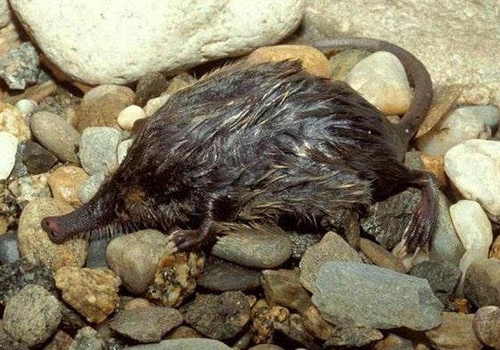 Un ejemplar de desmán ibérico, que entra dentro del listado de especies en peligro de extinción.