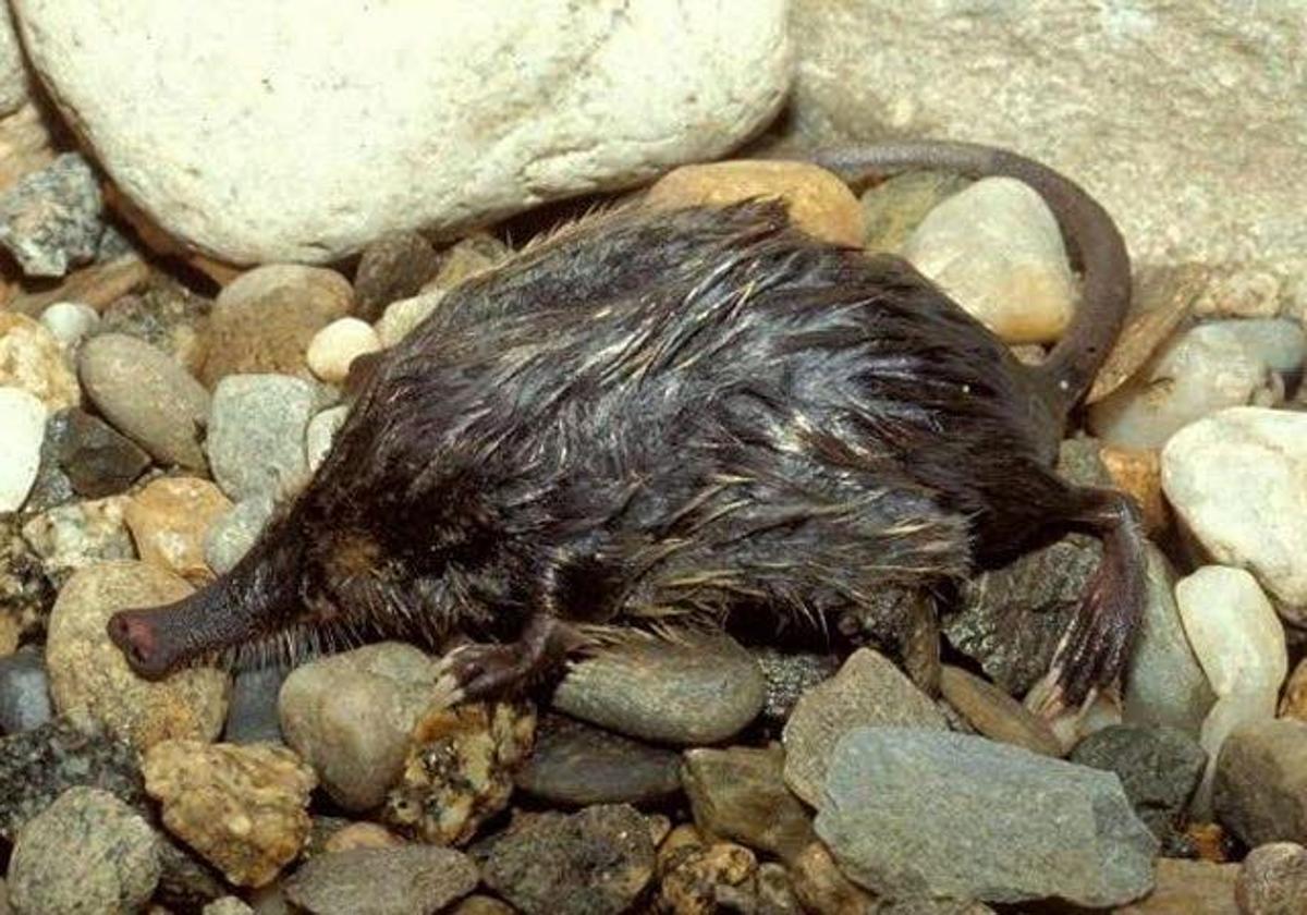 Un ejemplar de desmán ibérico, que entra dentro del listado de especies en peligro de extinción.