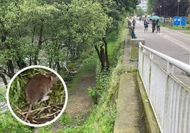 Lugar del paseo donde la proliferación de ratas es mayor.