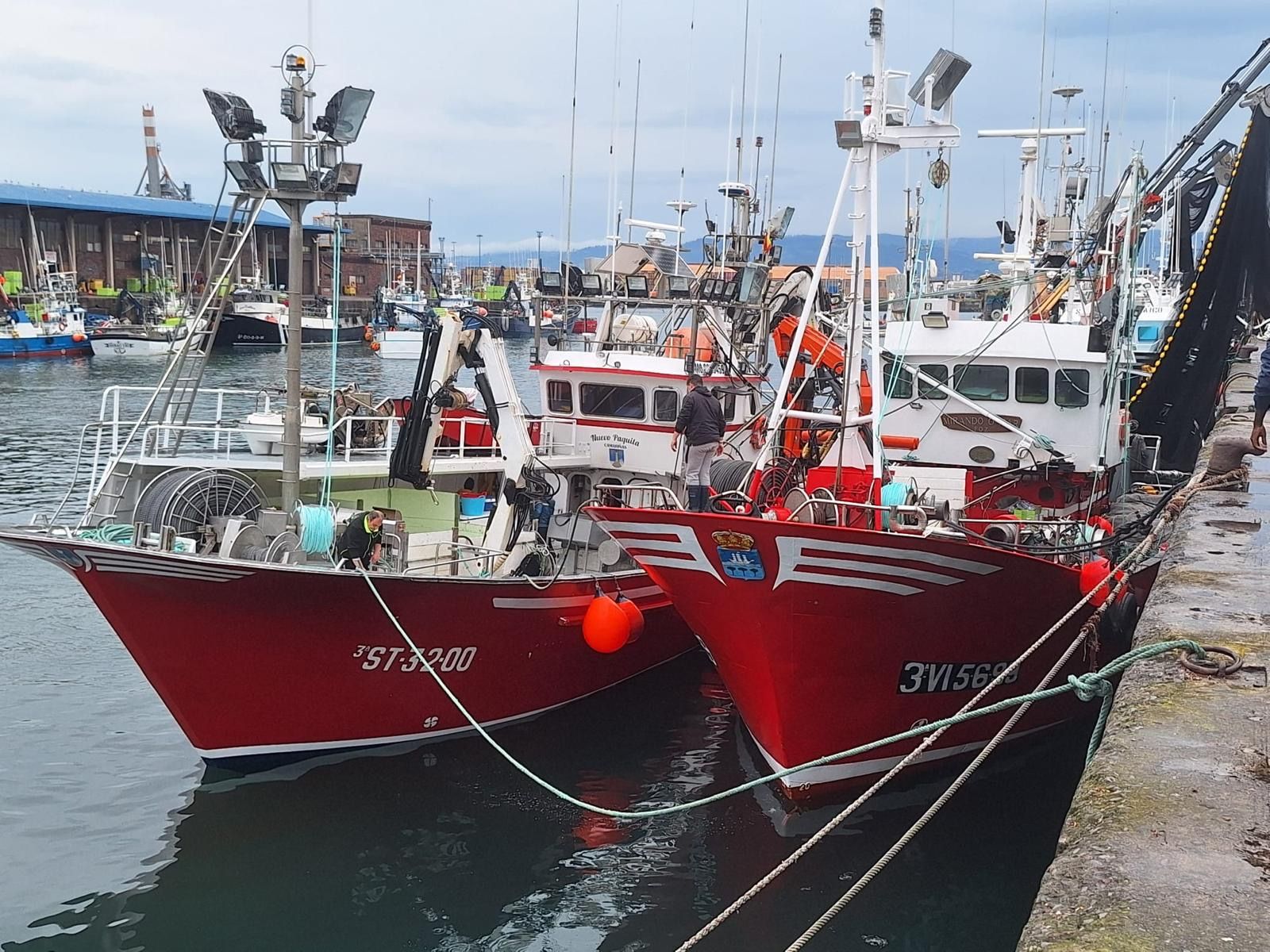Más de 1.000 toneladas de bocarte ruladas en Gijón en tres días