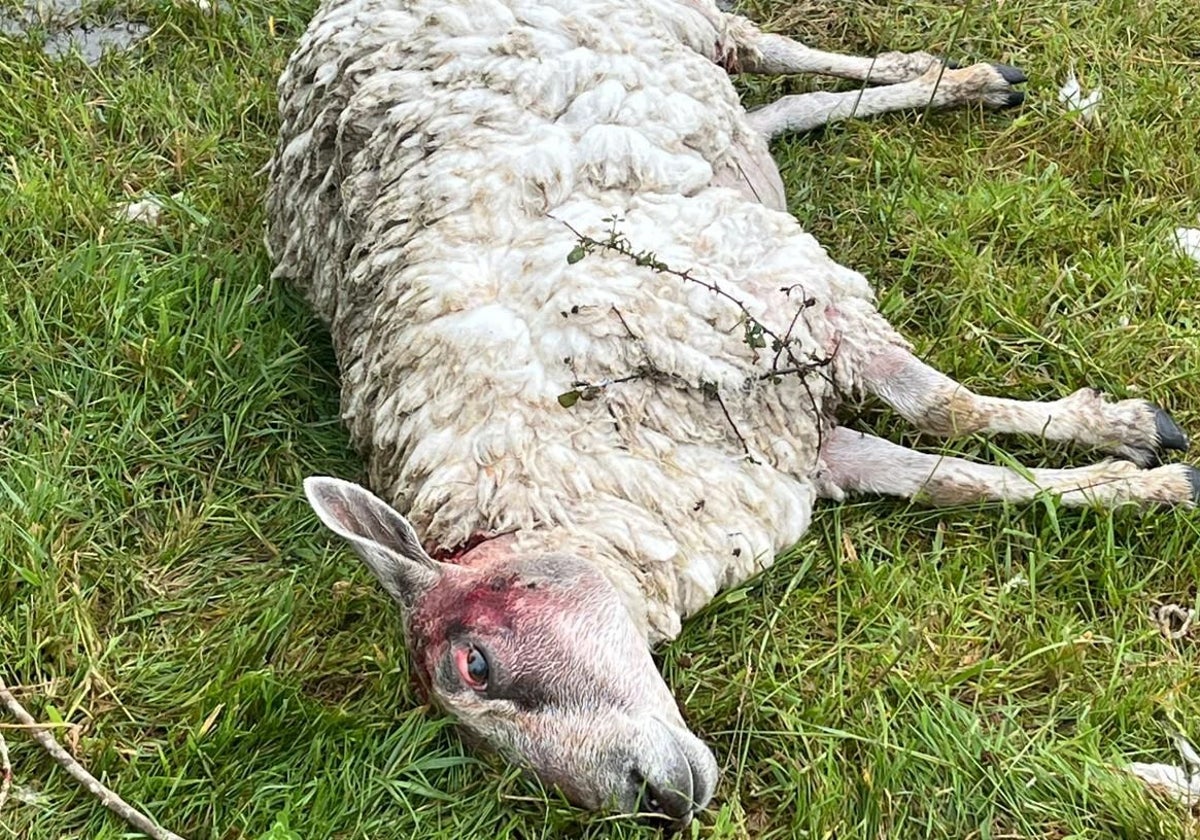 Seis ovejas muertas tras un «ataque de perros» en una finca de Quintueles