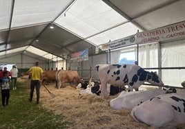 Las vacas que participan en la exposición de ganado en Piedras Blancas.