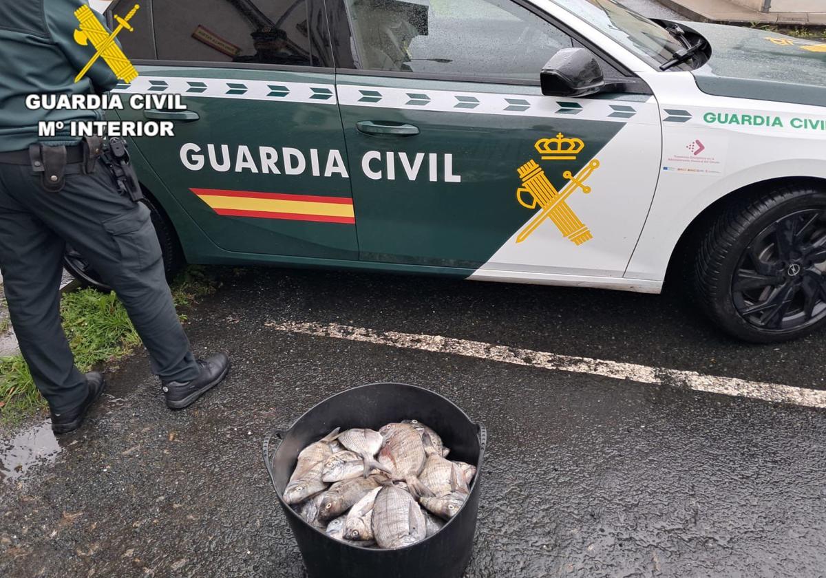 Los peces incautados por la Guardia Civil.